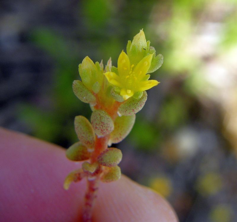 Sedum litoreum / Borracina litorale